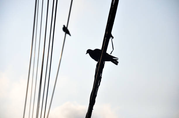 istock Silhouette birds perch on cable wire over sky background 1387399762