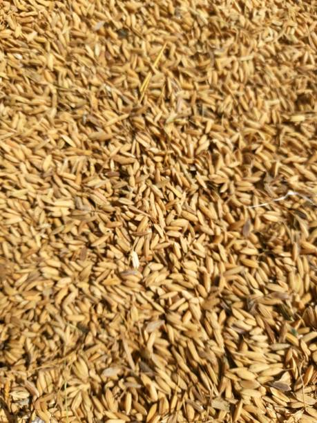 istock ready-to-harvest rice paddy background 1387399834
