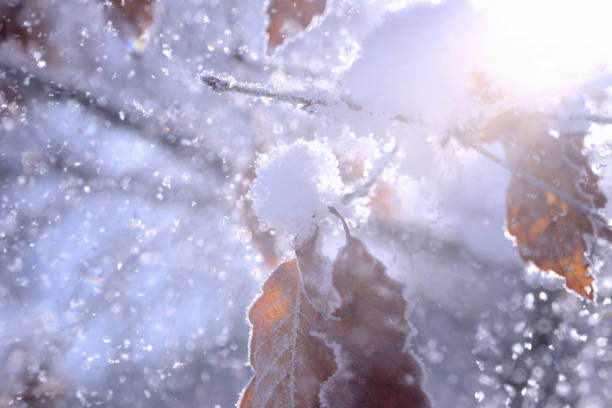 istock Crystal of snow 1387401812