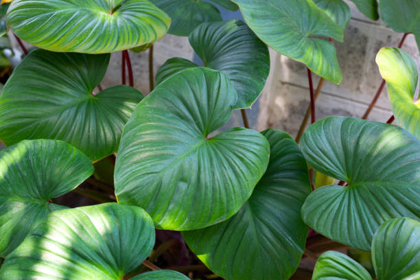 istock Green leaves of homalomena rubescens 1387403279