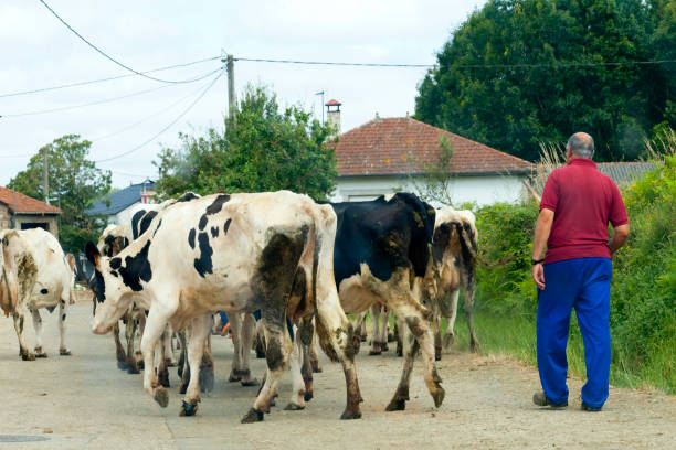 Palas de Rei, Spain- July 28, 2021: Rear view of man herding Holstein cows along a country road , going back home in a rural area in Lugo province, Galicia, Spain.