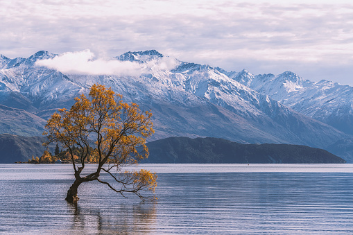 Wanaka, a frontier town on the way to Asparin Mountain National Park, is one of New Zealand's most popular recreational resorts and the best place to hike. For the casual traveler, the biggest attraction in Wanaka is the 