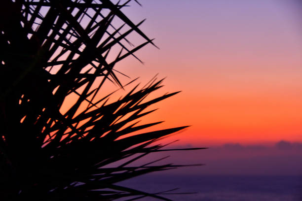 The sunset seen through the silhouette of a palm tree.\nEnoshima in Fujisawa City, Kanagawa Prefecture, Japan.