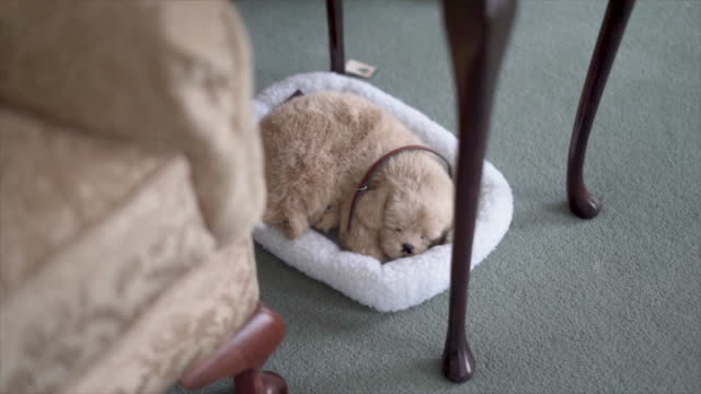A cute puppy dog sleeps in his bed
