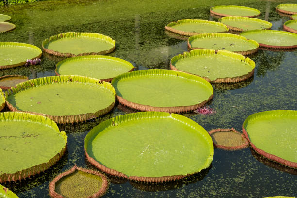 istock The Royal Water Lily in the pond 1387407987