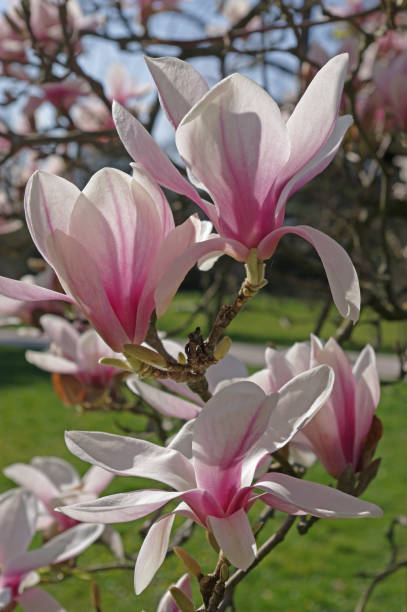 Detail of a magnolia tree stock photo
