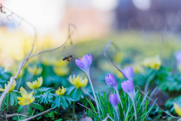 The first rays of sunshine attract bees in search of nectar to a meadow with crocus