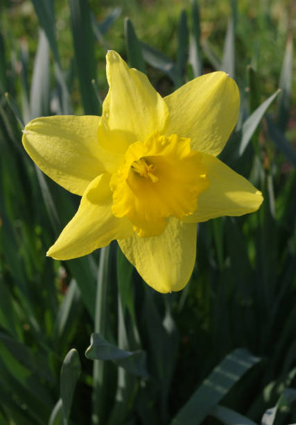 Close up of a daffodil in a park stock photo