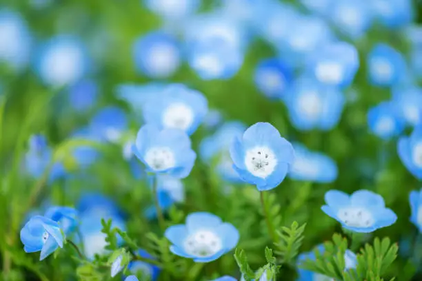 Photo of blooming beautiful Nemophila flower or Baby blue eyes