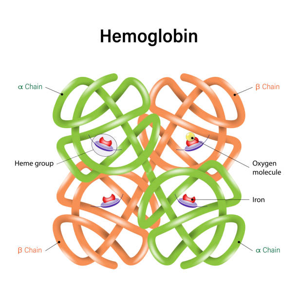 ilustrações, clipart, desenhos animados e ícones de estrutura da molécula de hemoglobina. proteínas em glóbulos vermelhos e ajudam a transportar oxigênio.  e subunidades. grupos heme, átomos de ron e molécula de oxigênio. - célula alfa