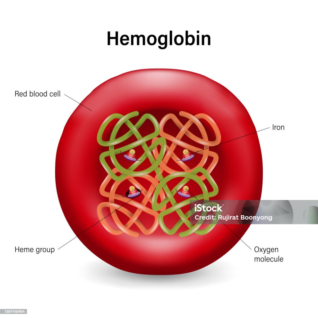 Die Struktur Von H moglobin In Roten Blutk rperchen H mgruppen Und hgb-blood-test-why-it-s-done-and-what-it-can-show