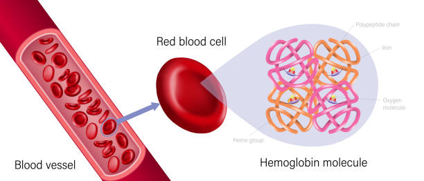 ilustrações, clipart, desenhos animados e ícones de vaso sanguíneo, glóbulo vermelho e hemoglobina. grupos heme, subunidades, átomos de ron e molécula de oxigênio. - célula alfa