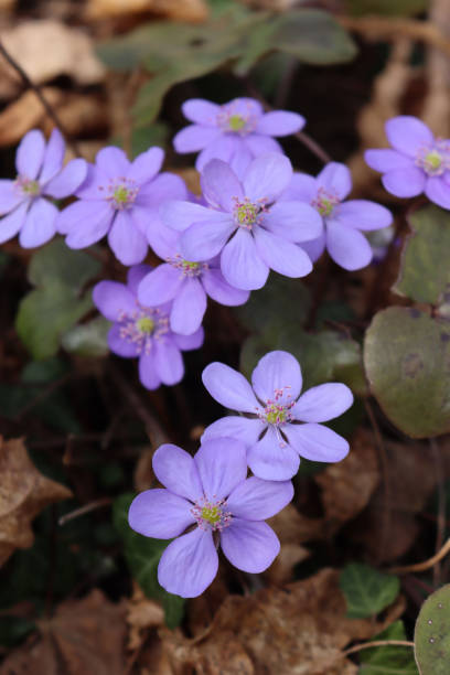 istock Anemone hepatica purple flowers 1387417143