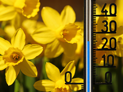 Thermometer shows 25 degrees celsius in yellow daffodils, classic spring flowers close up, weather forecast indicates rising high temperatures in spring.