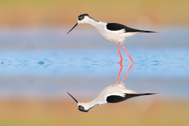 istock At mirror, the Black winged stilt at sunrise (Himantopus himantopus) 1387420273