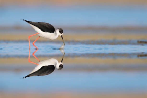 istock Black winged stilt looking for food at sunrise (Himantopus himantopus) 1387420306