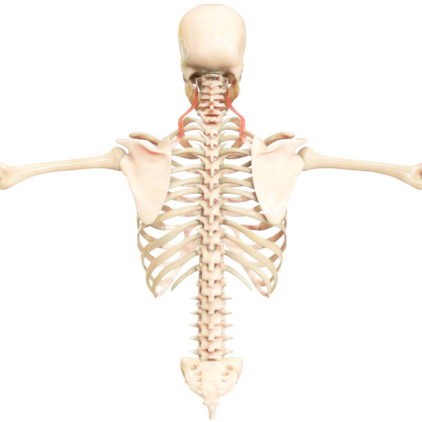 istock Human Body Muscular System Muscles Anatomy 1387420458