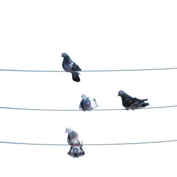 istock Flock of birds lined up on electrical wires 1387420762