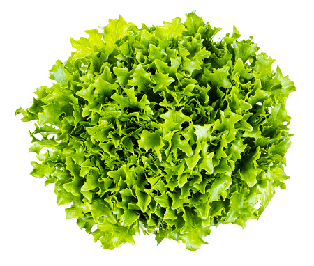 top view of fresh green leaves of curly endive lettuce isolated on white background