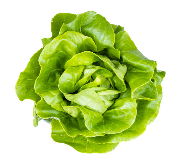 top view of fresh butterhead lettuce isolated top view of fresh green butterhead lettuce isolated on white background lettuce stock pictures, royalty-free photos & images
