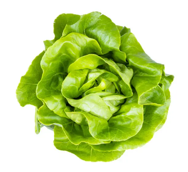 Photo of top view of fresh butterhead lettuce isolated