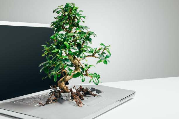 scatto in studio di un bonsai che cresce da un laptop in studio su uno sfondo grigio - green tree monitor foto e immagini stock