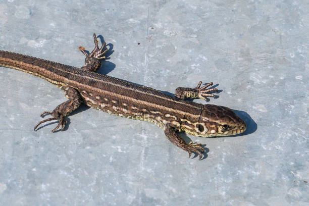 Gray lizard basks in the sun on a sheet of iron