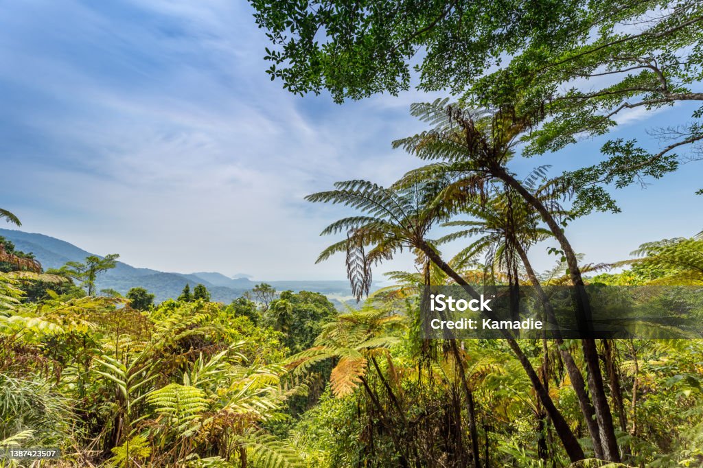 View over Rainforest from Mount Alexandra Lookout, Queensland, Australia Daintree River National Park Stock Photo