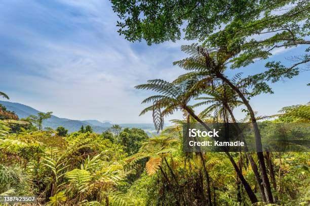 View Over Rainforest From Mount Alexandra Lookout Queensland Australia Stock Photo - Download Image Now