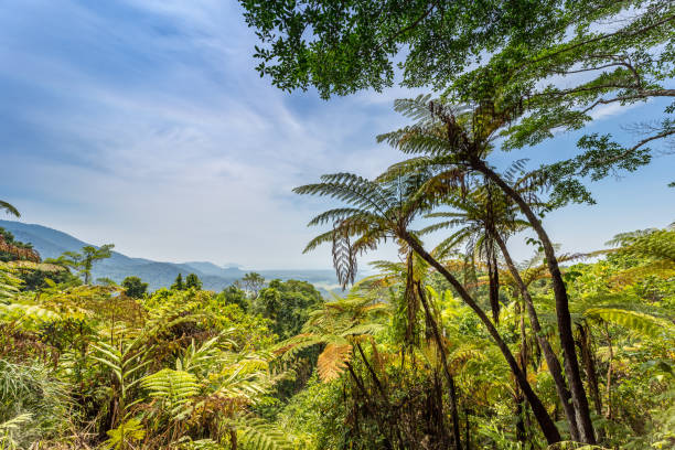 view over rainforest from mount alexandra lookout, queensland, australia - daintree river national park imagens e fotografias de stock