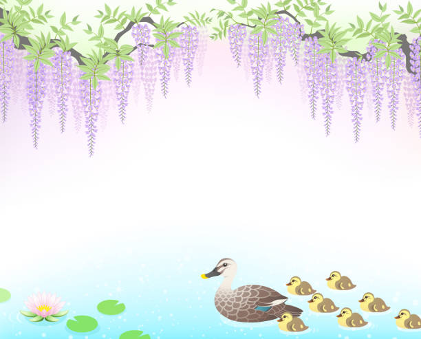 ilustrações de stock, clip art, desenhos animados e ícones de swimming spot-billed duck family in the garden pond - duckling parent offspring birds