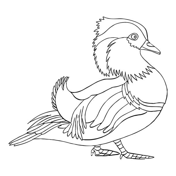 mandarin duck bird line art drawing vector art illustration