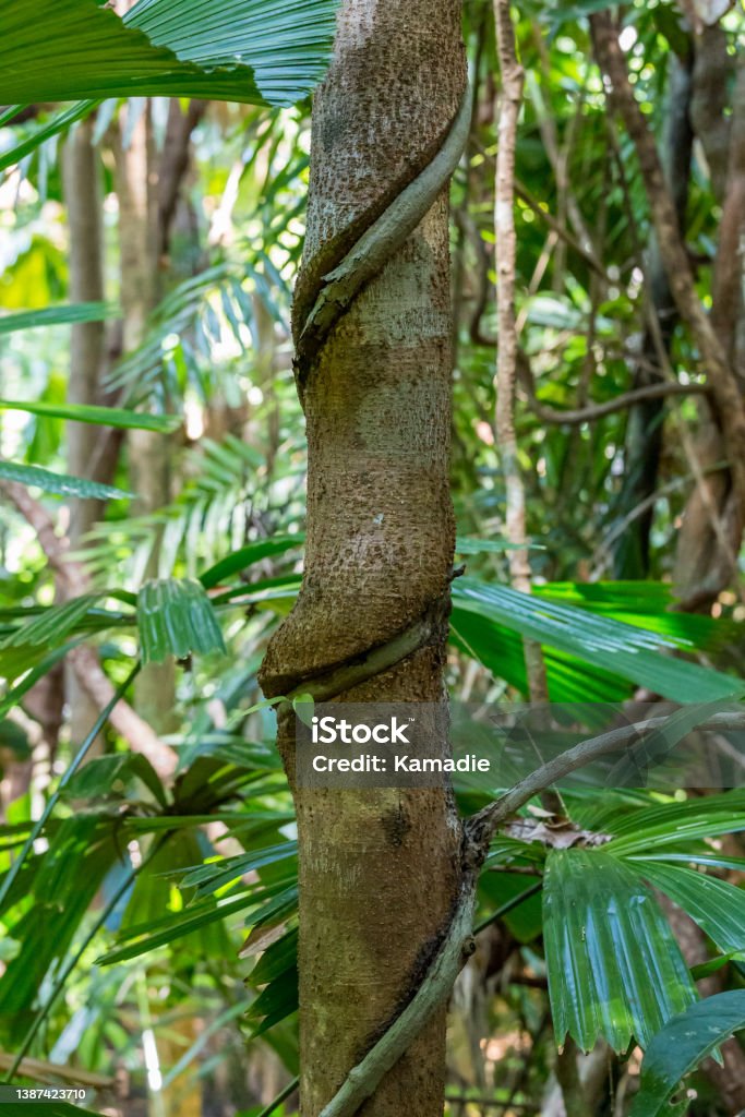 Close-Up of Strangler Fig Tree Embracing and Cutting in Tree Trunk in Rainforest, Queensland, Australia Rainforest Stock Photo