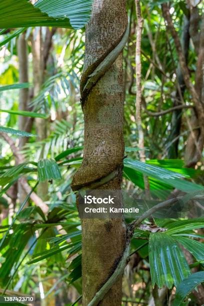 Closeup Of Strangler Fig Tree Embracing And Cutting In Tree Trunk In Rainforest Queensland Australia Stock Photo - Download Image Now
