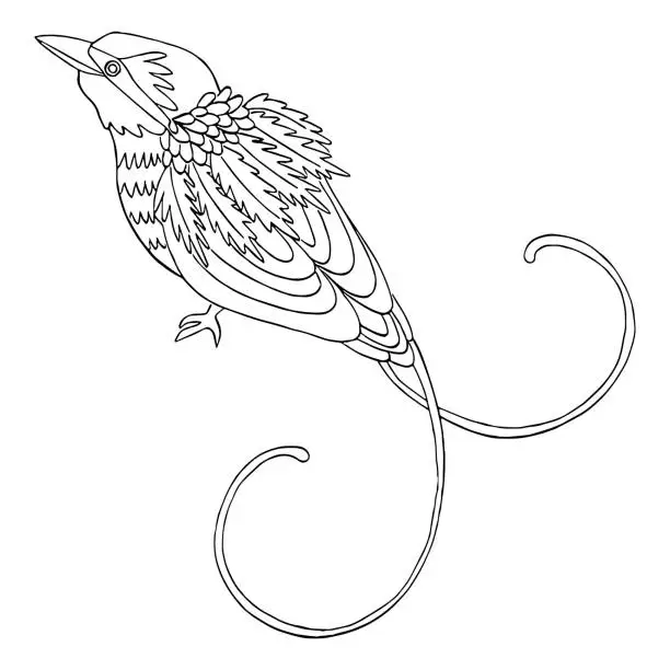 Vector illustration of bird of paradise  line art drawing