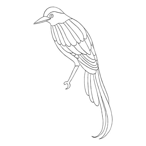 magpie bird line art drawing vector art illustration