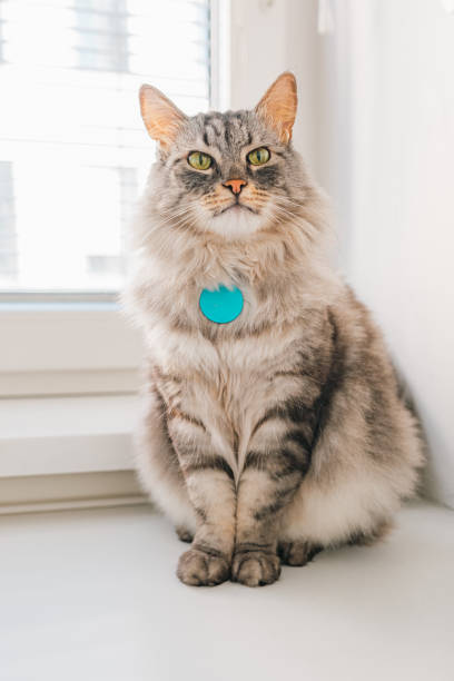 Adult cat, green eyes, longhair breed gray fluffy domestic cat with tag with address of animal on collar, medallion with address of animal, sits on windowsill look into camera. Adult cat, green eyes, longhair breed longhair cat stock pictures, royalty-free photos & images