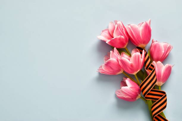 розовые тюльпаны с георгиевской лентой, выделенной на синем фоне. день победы или день защитника отечества - 9 may стоковые фото и изображения