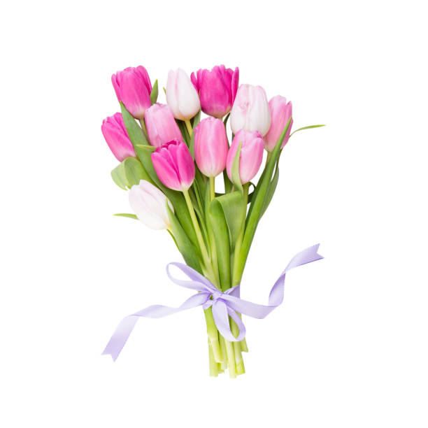 istock Pink tulip on the white background. Easter background 1387428926