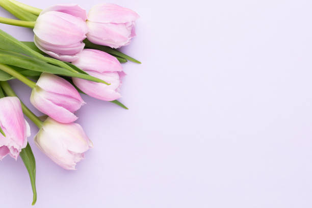 istock Lilac tulip flower on purple background. 1387428945