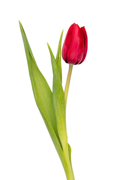 istock Red tulip flower isolated on white background. 1387429041