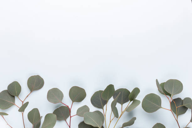 istock Eucalyptus composition. Pattern made of various colorful flowers on white background. Flat lay stiil life. 1387429628