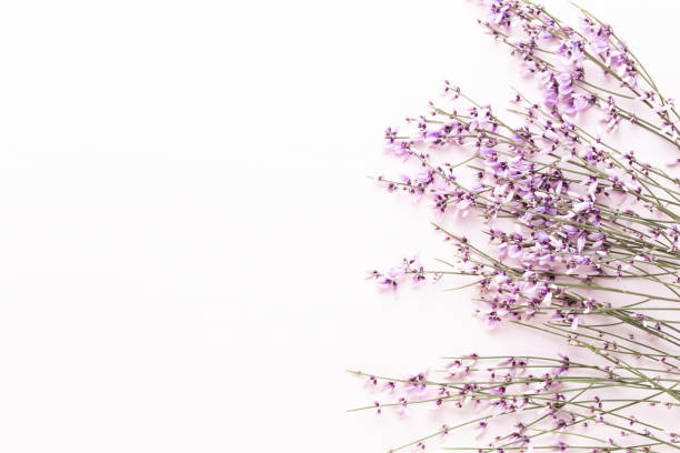 istock Flowers composition. Pink flowers on pink background. Easter, spring concept. Greeting card. 1387429768