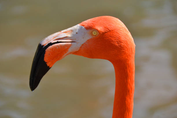 istock Flamingo in San Diego 1387429951