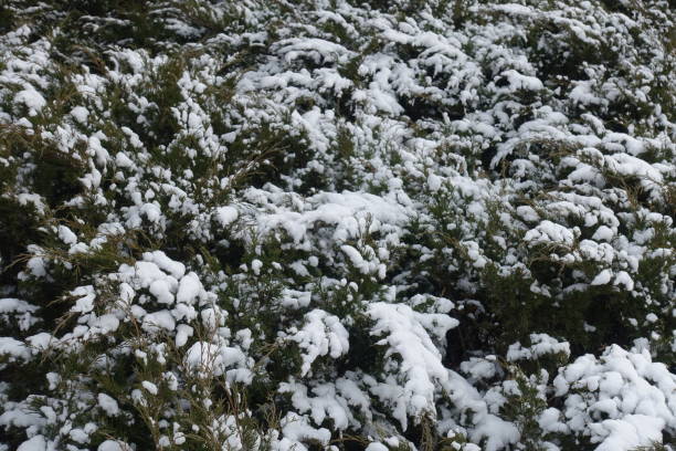 istock Pure white snow on branches of savin juniper in January 1387430017