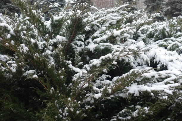 istock Shrub of savin juniper covered with snow in January 1387430119