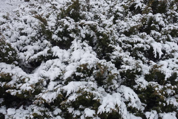 istock White snow on branches of savin juniper in January 1387430164