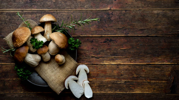 frische waldpilze, boletus edulis (königsbolete), pfennigbrötchen, steinpilz, steinpilz, steinpilz in einer alten schüssel, teller und rosmarinpetersilienkräuter auf dem dunkelbraunen holztisch, hintergrund - speisepilz stock-fotos und bilder