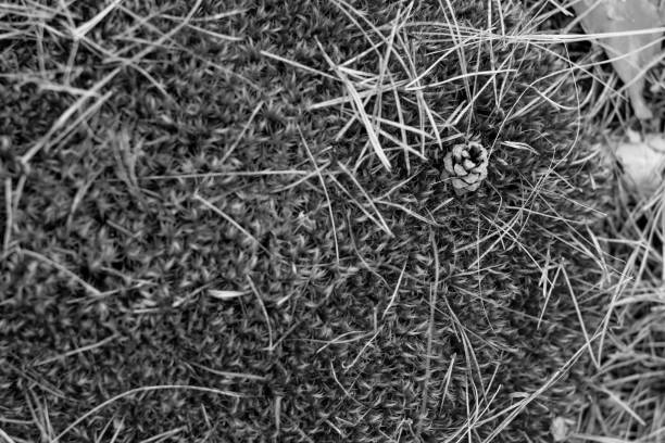 istock black and white beautiful green dense forest moss 1387431540