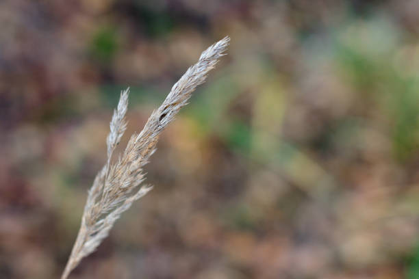 istock lonely spikelet in the summer in the sun 1387431541